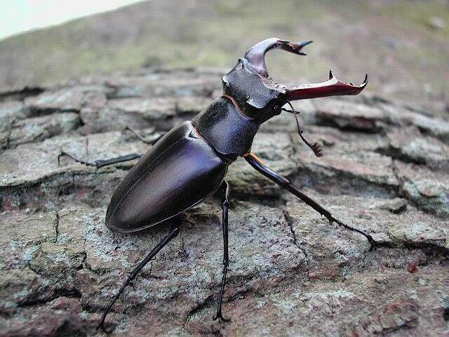 Male Stag beetle