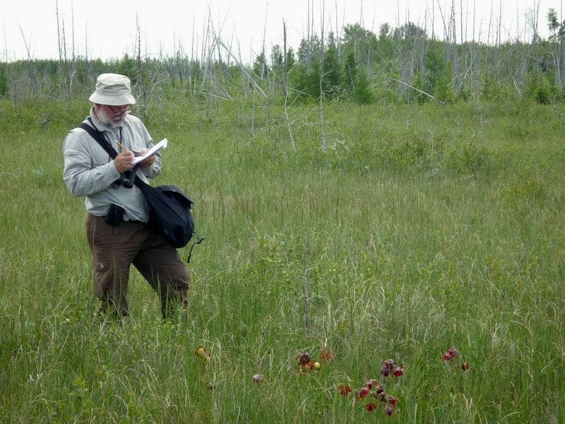 Tim Pankhurst surveying fen orchids in Canada