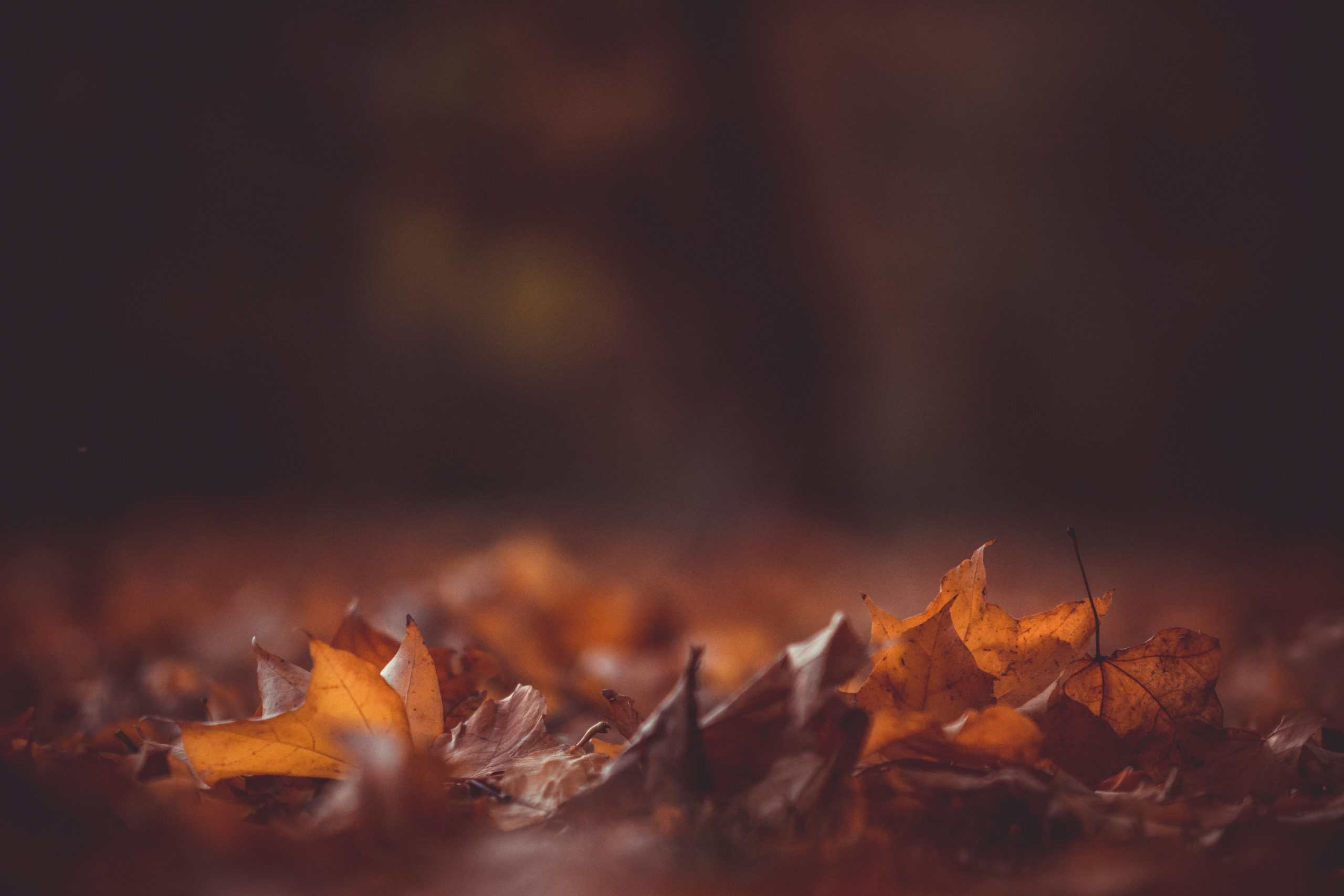 kristian-seedorff-BvUicqkaZZ0-unsplash
