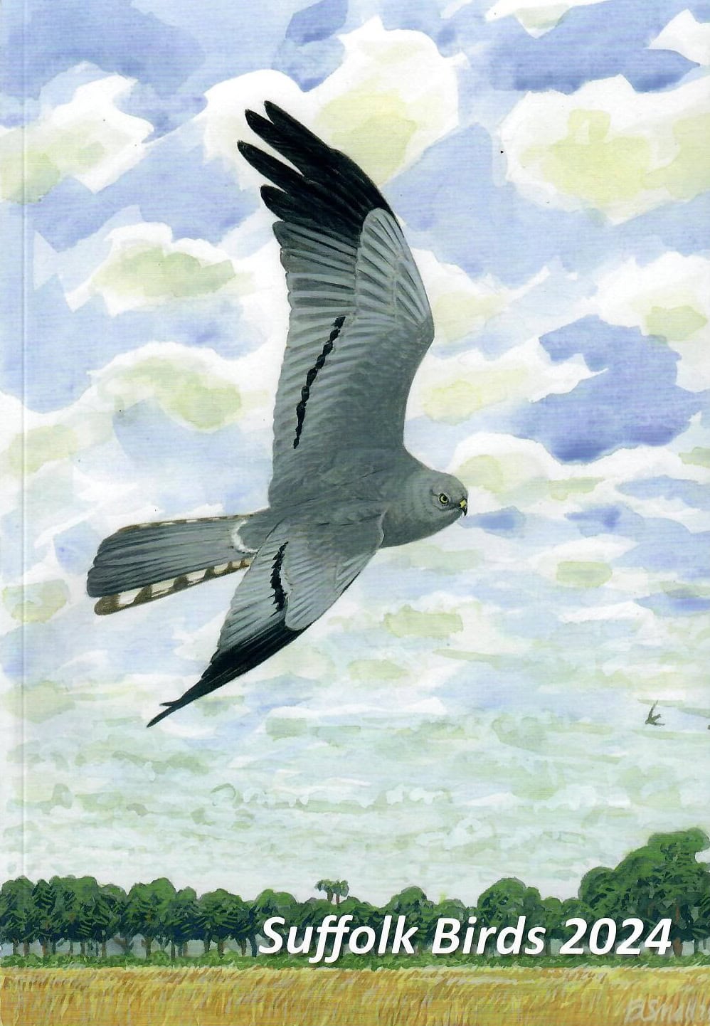 SB74 High-flying hobby falcon bird from Suffolk Birds 2024, nature, wildlife, birdwatching, Suffolk.